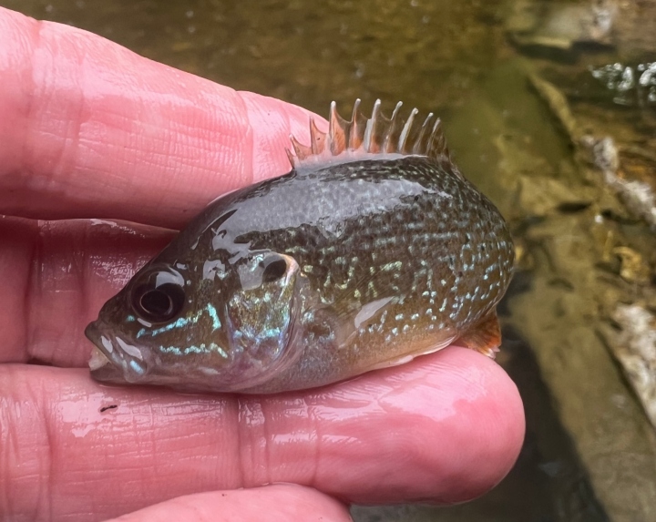 Green Sunfish